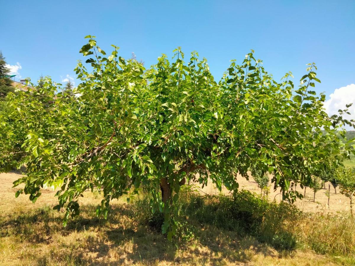 Farm stay L'oasi